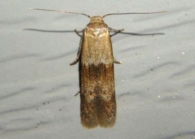 1232 - Pigritia laticapitella; Scavenger Moth species