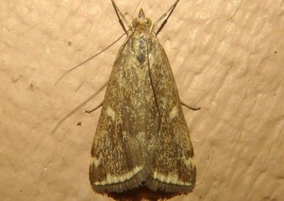 5004 - Loxostege munroealis; Beet Webworm Moth