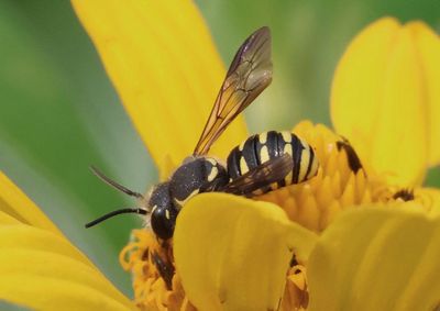 Paranthidium jugatorium; Woolcarder Bee species