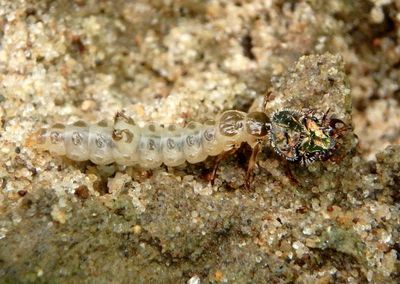 Cicindela Temperate Tiger Beetle species larva
