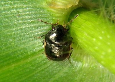Corimelaena Ebony Bug species