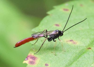 Dusona Ichneumon Wasp species; female