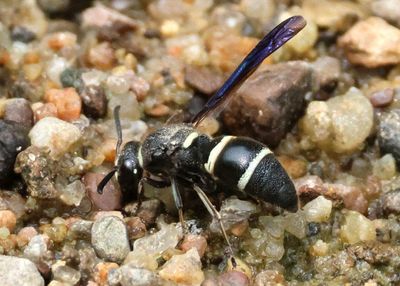 Euodynerus schwarzi; Mason Wasp species