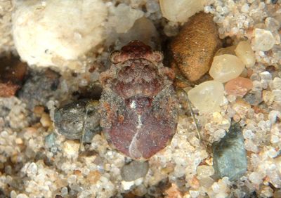 Gelastocoris oculatus; Big-Eyed Toad Bug