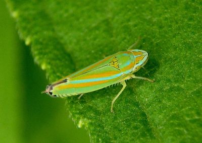 Graphocephala versuta; Versute Sharpshooter