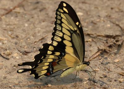 Papilio cresphontes; Eastern Giant Swallowtail