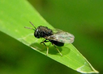 Perilampus Chalcid Wasp species 