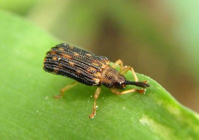 Sumitrosis inaequalis; Leaf Beetle species