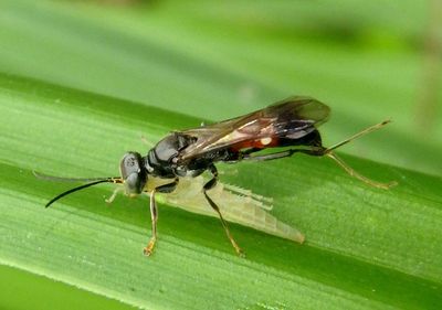 Alysson oppositus; Apoid Wasp species