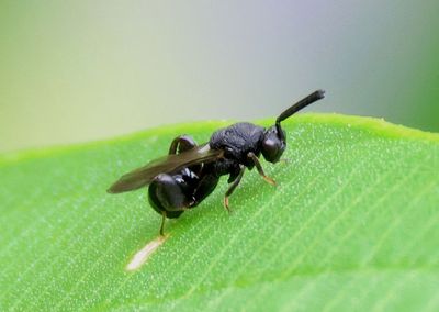 Chalcidinae Chalcid Wasp species