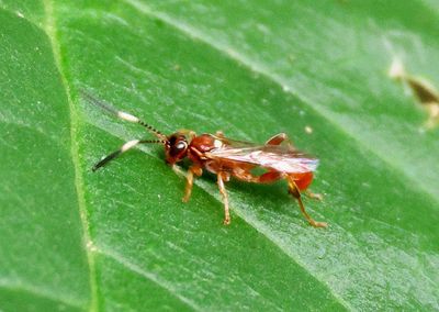 Cratichneumon Ichneumon Wasp species; male