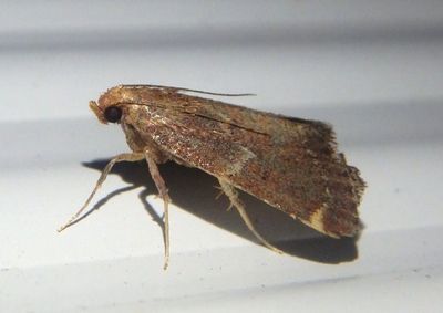 5526 - Hypsopygia intermedialis; Red-shawled Moth