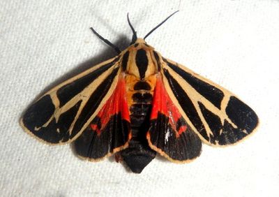 8171 - Apantesis nais; Nais Tiger Moth