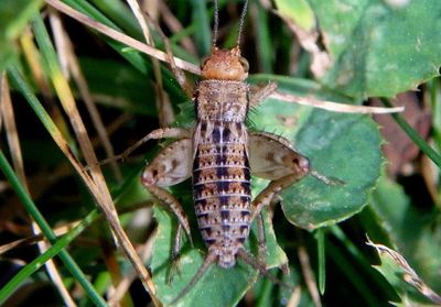 Allonemobius fasciatus; Striped Ground Cricket; female nymph