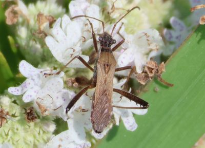Alydus pilosulus; Broad-headed Bug species