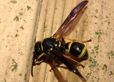 Ancistrocerus campestris; Mason Wasp species