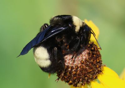 Bombus auricomus; Black-and-Gold Bumble Bee 