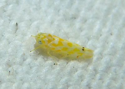 Eratoneura Leafhopper species