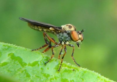 Holcocephala fusca; Robber Fly species
