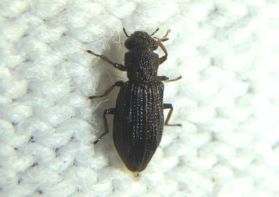 Hydrochus Aquatic Beetle species