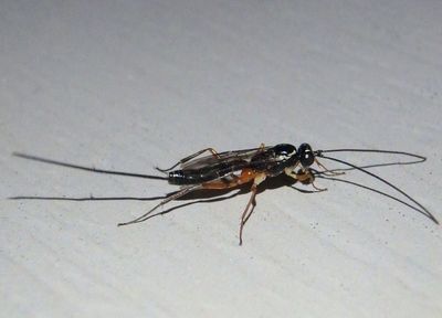 Ichneumonidae Ichneumon Wasp species; female 