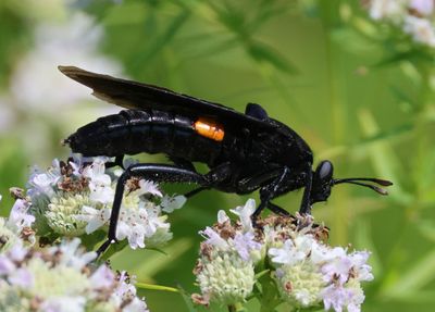 Mydas clavatus; Mydas Fly species