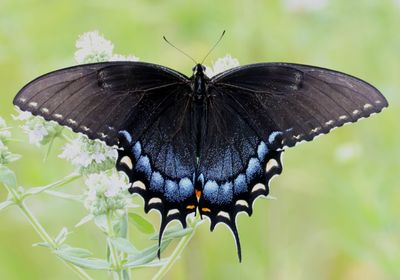 Papilio glaucus; Eastern Tiger Swallowtail; dark form female