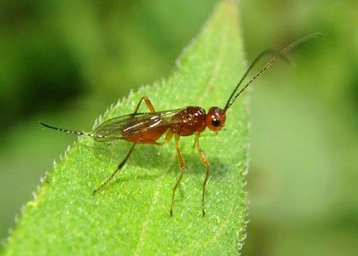Phaenocarpa Braconid Wasp species; female