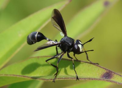Physocephala tibialis; Thick-headed Fly species