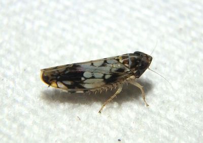 Scaphoideus obtusus; Leafhopper species