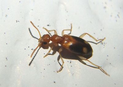 Stricticomus tobias; Ant-like Flower Beetle species; exotic