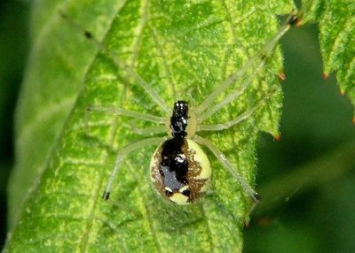 Theridion frondeum; Cobweb Spider species; female