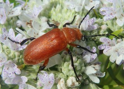 Zonitis vittigera/perforata complex; Blister Beetle species