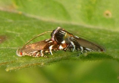 2241 - Anacampsis levipedella; Twirler Moth species pair