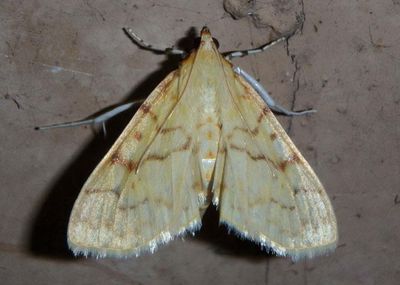 5228 - Polygrammodes flavidalis; Ironweed Root Moth