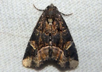 9057 - Homophoberia apicosa; Black Wedge-spot