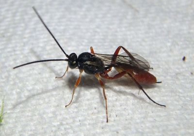 Campopleginae Ichneumon Wasp species; female 