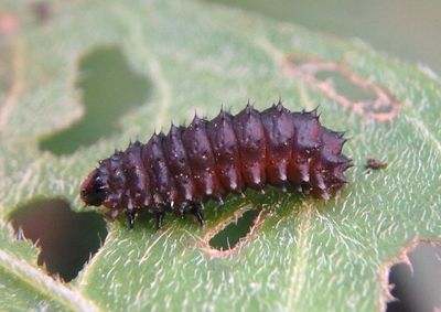 Chrysomelidae Leaf Beetle species larva