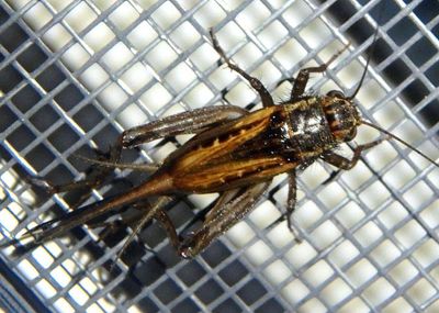 Allonemobius Robust Ground Cricket species; female