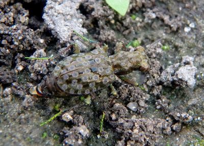 Elaphrus Marsh Ground Beetle species 
