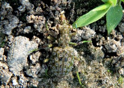 Elaphrus Marsh Ground Beetle species