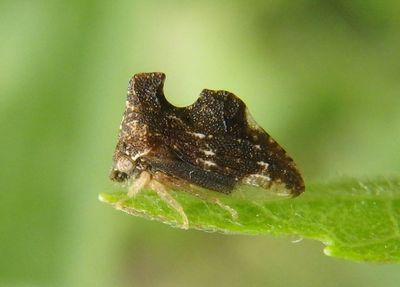 Entylia carinata; Treehopper species