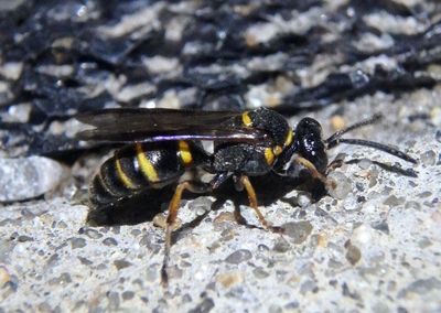 Hoplisoides Sand Wasp species