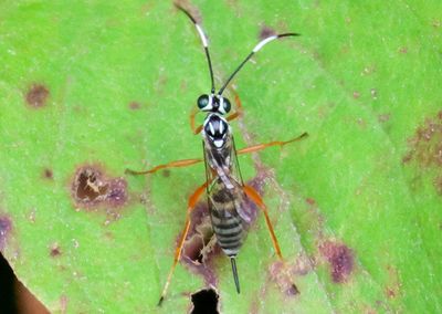 Lymeon orbus; Ichneumon Wasp species; female