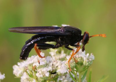 Mydas tibialis; Mydas Fly species 