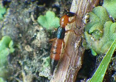 Paederus Rove Beetle species 
