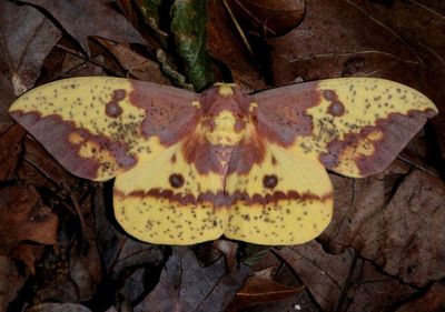 7704 - Eacles imperialis; Imperial Moth; male