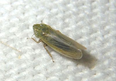 Arthaldeus pascuellus; Leafhopper species