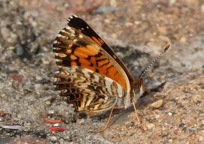 Chlosyne gorgone; Gorgone Checkerspot