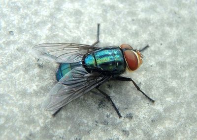 Cochliomyia macellaria; Secondary Screwworm Fly